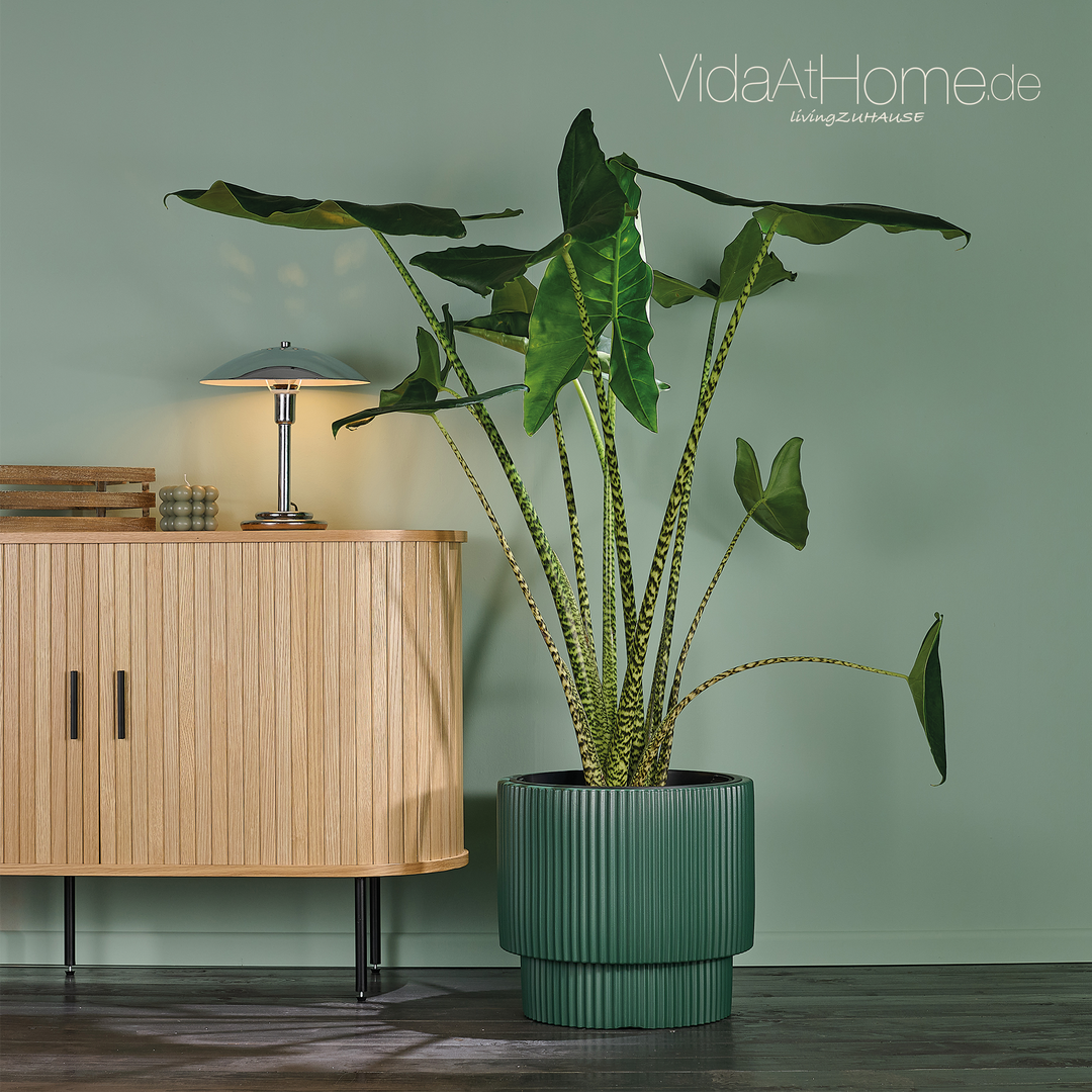 Design-Pflanzgefäße-Set IVY 40 & BRYA 30