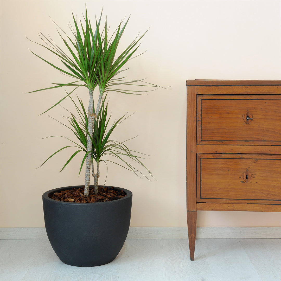 Pflanzkübel MILANO ø 50er - 2er Set