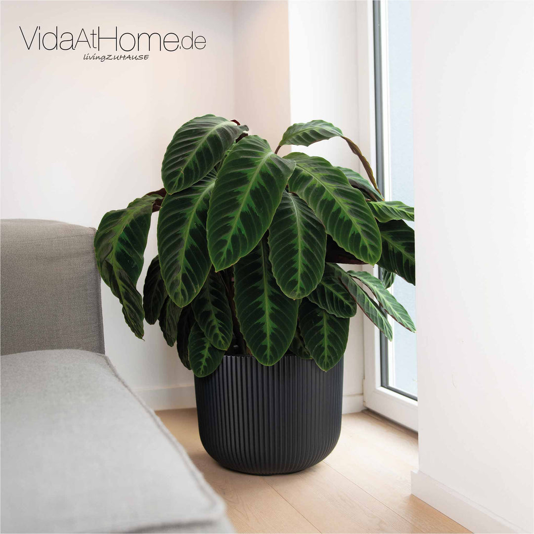 Design-Pflanztopf CYRA ø 40er mit Bewässerungseinsatz