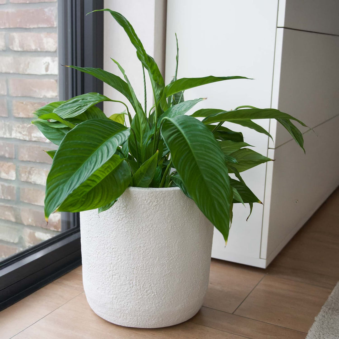 Premium-Pflanzgefäß BOUCLE ø 35cm